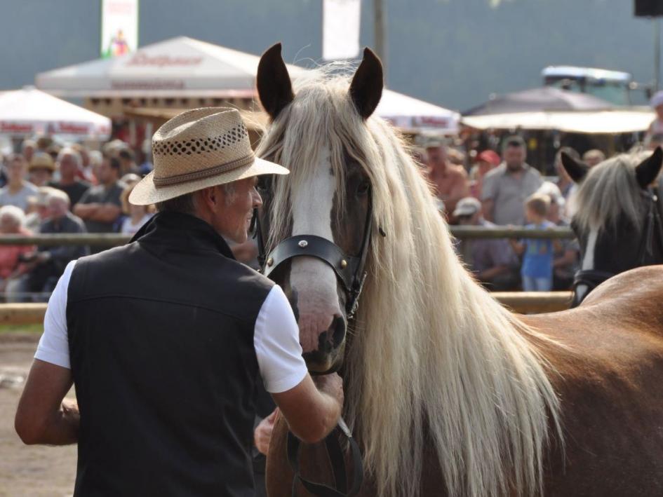 Rossfest - "Tag des Schwarzwälder Pferdes"